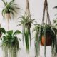 boho indoor plant guide