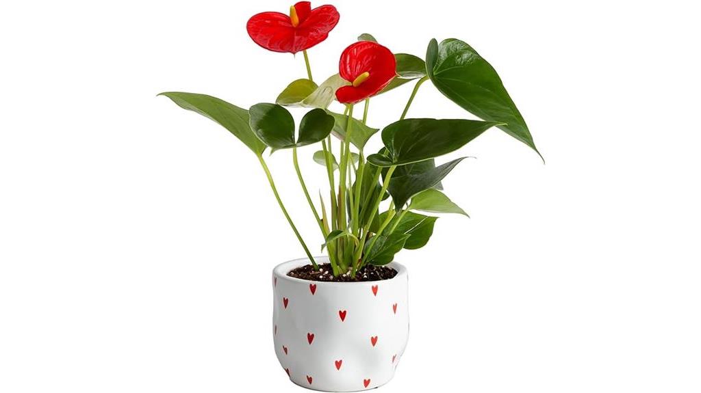 anthurium plant for indoors