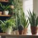 indoor plants for home