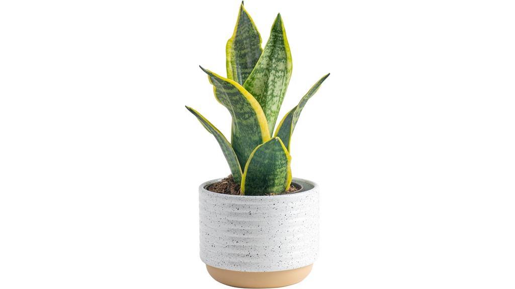 low maintenance snake plant