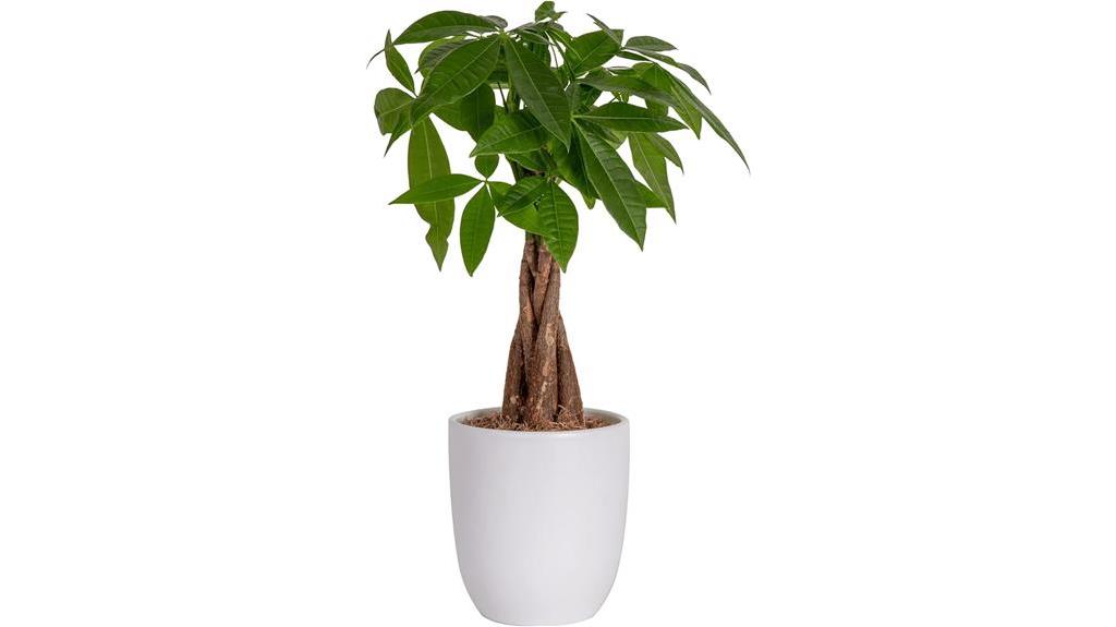 money tree in pot