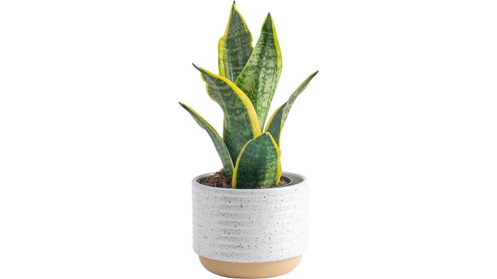 snake plant in planter