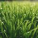 top fertilizers for beautiful lawns
