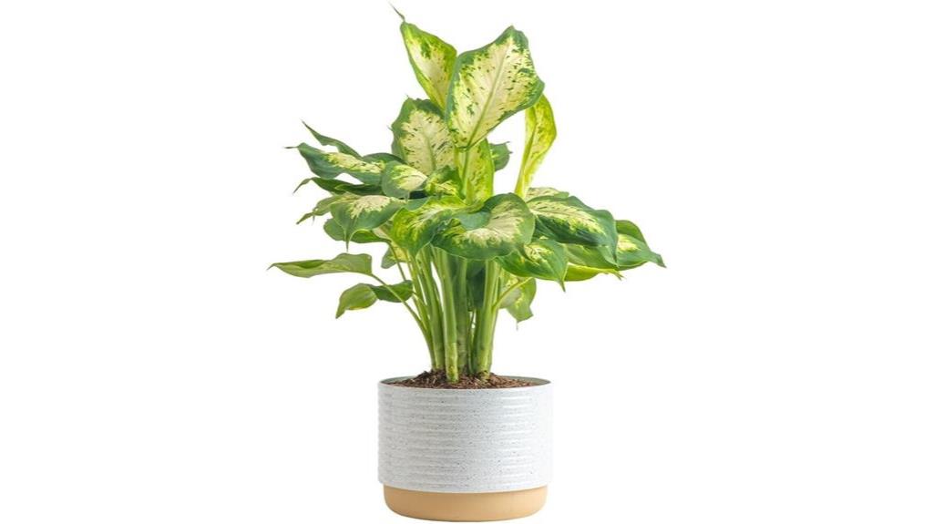 tropical dieffenbachia houseplant variety