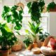 boho decor indoor plants