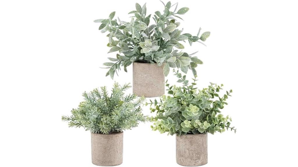 mini potted eucalyptus plants