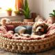 stylish handwoven dog beds